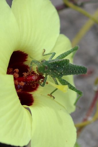 Orthoptera (ninfa), Canon lente