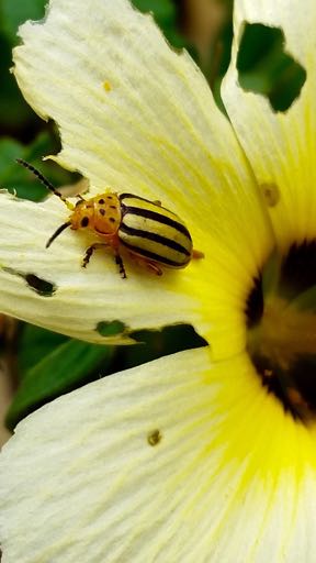 Coleoptera, Chrysomelidae,