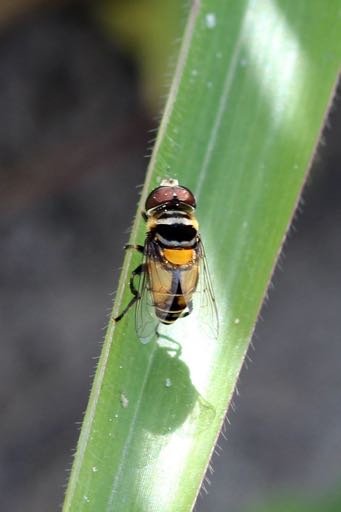 Diptera, Syrphidae, Canon com lente