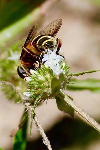 Diptera, Syrphidae, Canon com lente