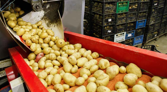 Principais causas de perdas e desperdícios Grande proporção de produtos fora de padrão Práticas de cultivo ruins e danos mecânicos Maus hábitos de consumo Grande preferência por batatas amareladas e