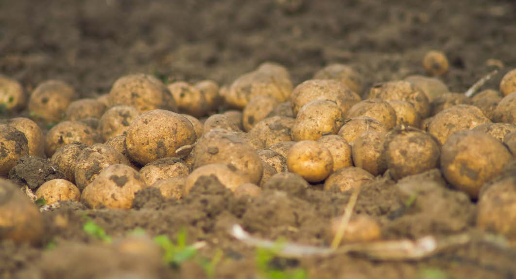 IDEIAS Projeto para melhoria de práticas de manejo e desenvolvimento de mercados alternativos para batatas fora de padrão no Brasil As ações propostas tratam o problema a partir dos dois ângulos