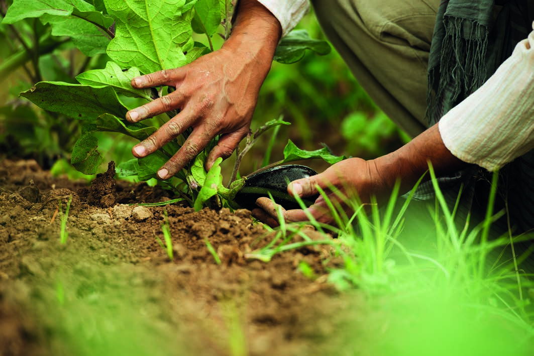 Referências Alexandratos, N. and J. Bruinsma. 2012. World Agriculture towards 2030/2050: The 2012 Revision. Bartholomeu, Daniela Bacchi et al. 2015.