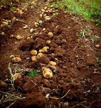 Da perspectiva do consumo humano, a batata é a cultura alimentar mais importante do mundo depois do arroz e do trigo.