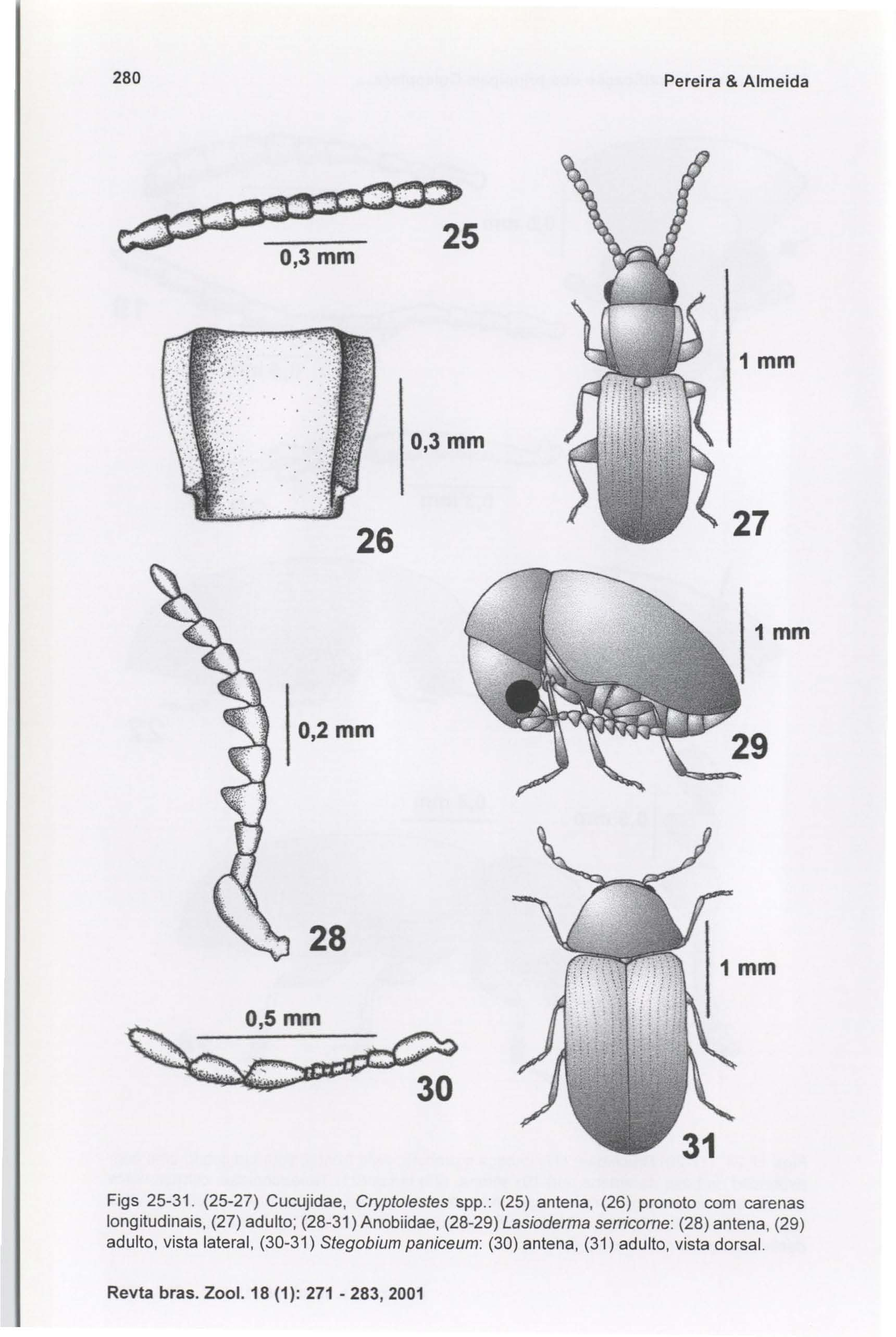 280 Pereira & Almeida ~. '. " ".,73' -~c:o~ ~- 25 O,3mm 1 mm O,3mm 26 O,2mm 28 Figs 25-31. (25-27) Cucujidae, Cryptolestes spp.