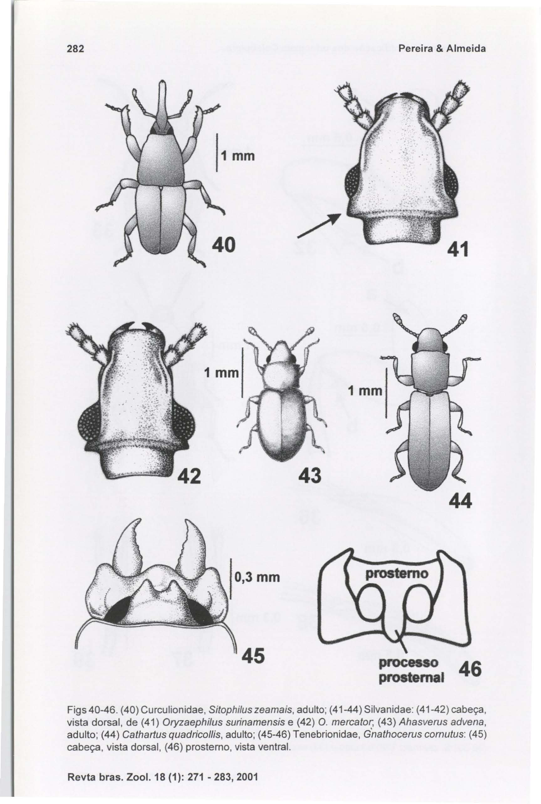 282 Pereira & Almeida processo 46 prosternai Figs 40-46. (40) Curculionidae, SitophiJus zeamais, adulto; (41-44) Silvanidae: (41-42) cabeça, vista dorsal, de (41) Oryzaephilus surinamensis e (42) O.