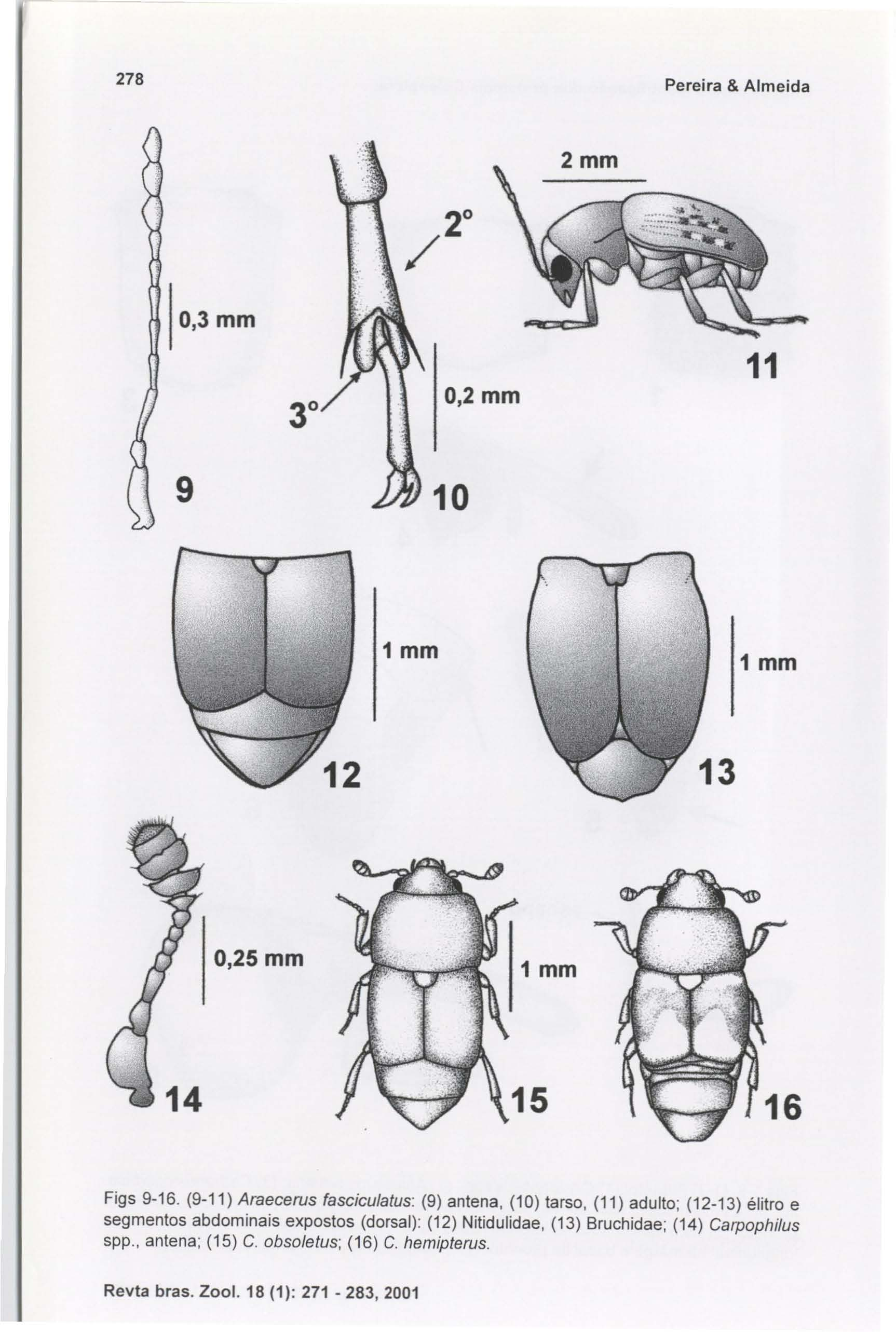 278 Pereira & Almeida 0,3mm 0,2mm 11 9 1 mm 1 mm 0,25 mm Figs 9-16. (9-11) Araecerus fasciculatus: (9) antena, (10) tarso.