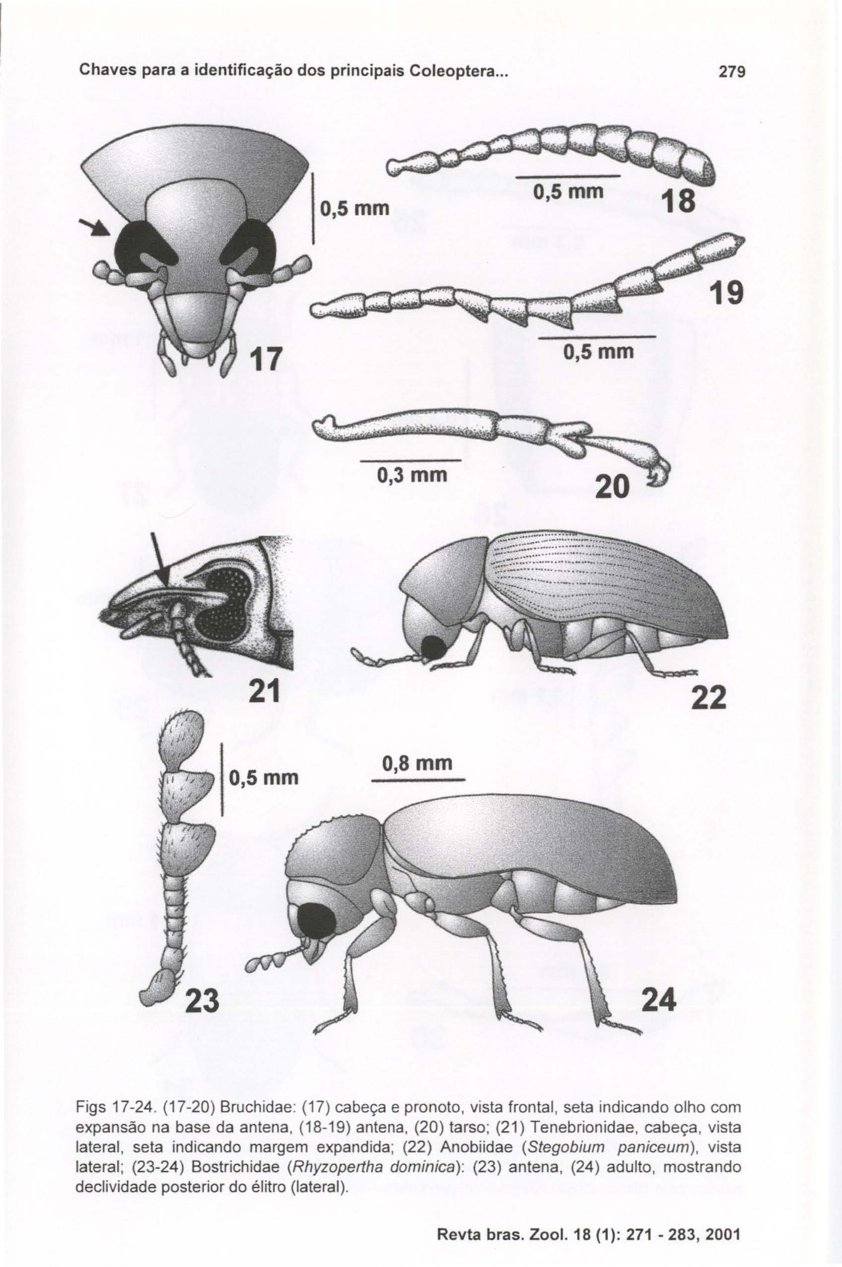 Chaves para a identificação dos principais Coleoptera... 279 O,5mm O,5mm O,5mm.; O,3mm 22 O,5mm O,Smm Figs 17-24.