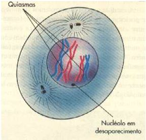 Início da prófase DNA duplicado cromossomos compostos de 2 cromátides começam a se condensar Leptóteno Os cromossomos homólogos são emparelhados Zigóteno Há maior condensação dos cromossomos As