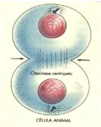Anáfase Anáfase Núcleos interfásicos Telófase Ocorre a descondensação dos cromossomos cromatina Refaz o envoltório nuclear e o nucléolo reaparece, ocorre a transcrição de rrna O citoplasma é dividido