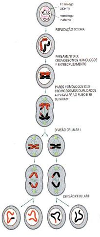 Nas células germinativa homens Ocorre a partir da puberdade As células germinativas (espermatogônias) do tubos seminíferos do testículo após a meiose originam os espermatozóides (milhões/dia) Meiose