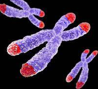 NÚCLEO CELULAR - CROMOSSOMOS Os cromossomos são formados por espiralização ou condensação dos filamentos de cromatina Centrômero - é a constituição