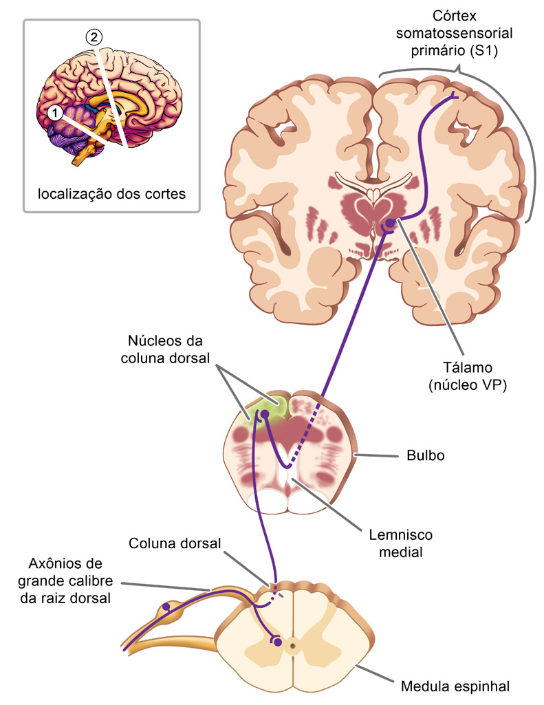 Semana 2 Sistema Nervoso 19 Figura 2.36: Via coluna dorsal-leminisco medial.