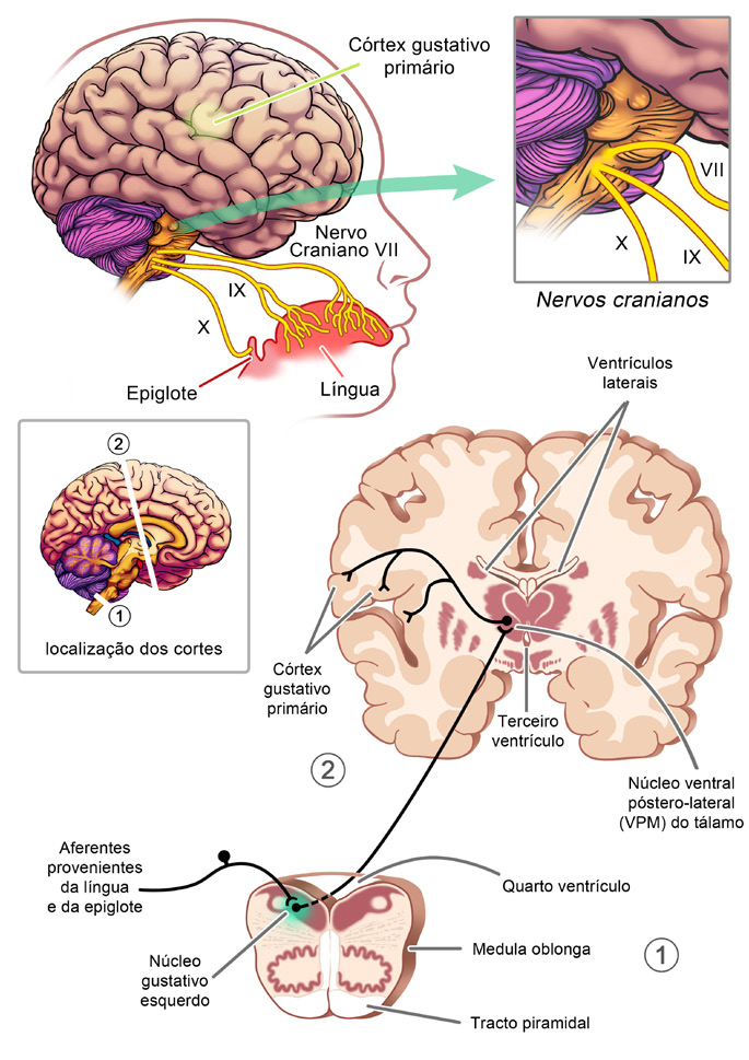 Semana 2 Sistema Nervoso 3 Figura 2.21: Trajeto das informações.