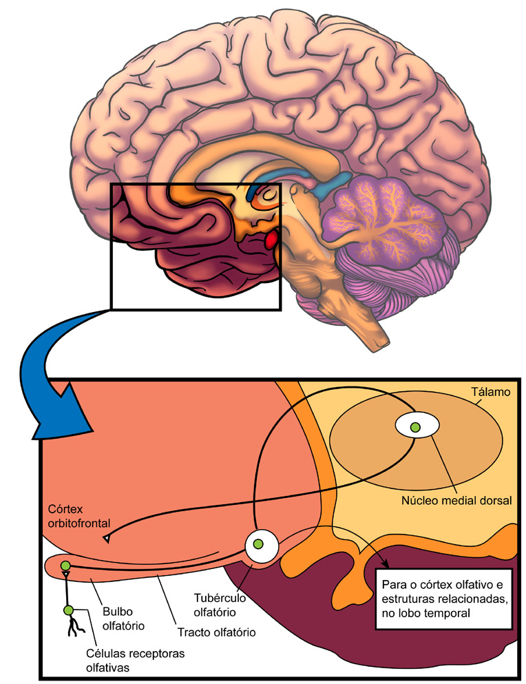 4 Fisiologia direto sem passar antes pelo tálamo.