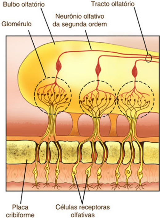 6 Fisiologia 3 4 Figura 2.