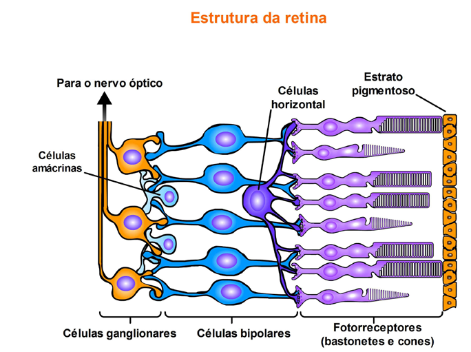 Figura 2.26: Conversão da luz para atividades neurais (Animação 17 ) A retina é parte integrante do sistema nervoso e a sua porção laminar é composta de diversos tipos celulares.