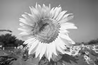 4 Fotografar grandes planos Se quiser fotografar flores ou pequenos objectos, utilize o modo <4> (Grande plano).
