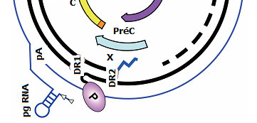 Genoma do vírus O RC-DNA está parcialmente em duas cadeias, é circular e é indicado por linhas pretas grossas, com o P ligado covalentemente à extremidade 5' do (-) DNA e o primer do RNA (linha em
