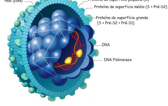 Antigénios de Superfície Constituído por glicoproteínas e lípidos e compreende três