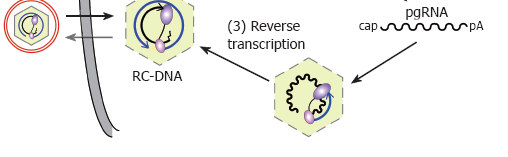 Replicação do vírus da hepatite B 1) Modificação do genoma em forma de RC-DNA para a forma circular e entrada no nucleo.