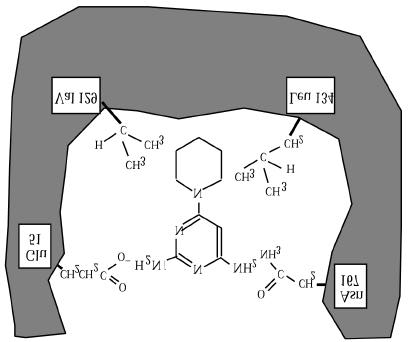 Questão 2 A droga Minoxidil é utilizada por via oral como um agente contra hipertensão e de forma tópica como um estimulante para o crescimento capilar. A estrutura do Minoxidil é mostrada a seguir.