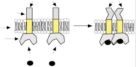 Questão 3, continuação Um pequeno diagrama esquemático do receptor do fator de crescimento é mostrado abaixo.
