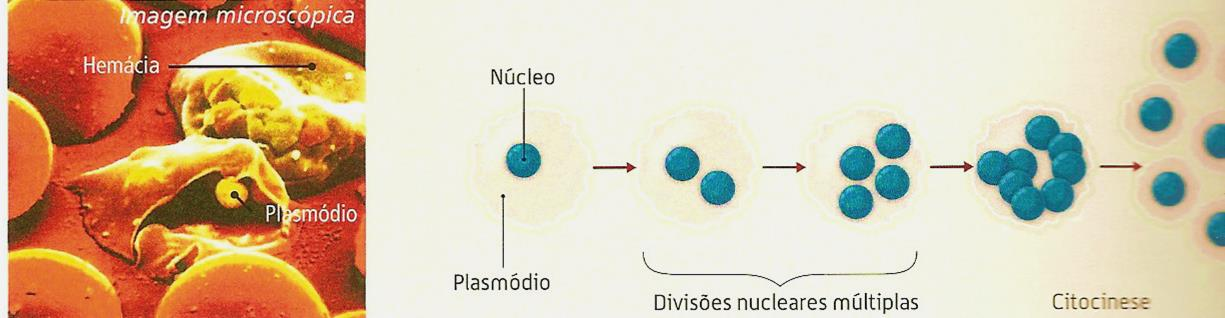 DIVISÃO MÚLTIPLA ou ESQUIZOGONIA O núcleo da célula-mãe divide-se em vários núcleos. Posteriormente, cada um dos núcleos é envolvido por um citoplasma e individualizado por uma membrana celular.