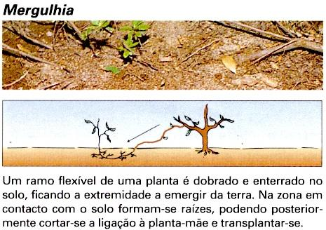 MULTIPLICAÇÃO