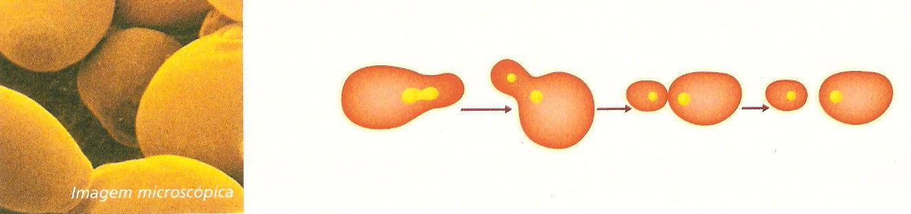 GEMULAÇÃO o o o o Após a divisão do núcleo por mitose, surge no progenitor uma pequena protuberância/saliência gomo ou gema onde se localiza um dos núcleos, que acaba por se destacar e originar um