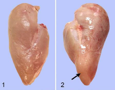 16 4 PEITO AMADEIRADO A miopatia conhecida como peito amadeirado ocorre na musculatura peitoral maior e, eventualmente, no músculo peitoral menor de frangos de corte.