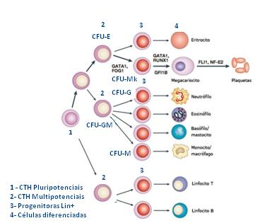 CTH e Progenitoras