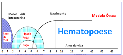 Locais de produção Fisiológicos: O processo se inicia no embrião no saco vitelino (19 dia de vida ), na semana 9 a 24 ocorre no fígado fetal.