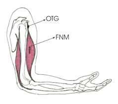 Os Órgãos tendinosos de Golgi e os fusos neuromusculares são, respetivamente, os recetores dos tendões e músculos, informando o Sistema Nervoso Central sobre a posição dos membros