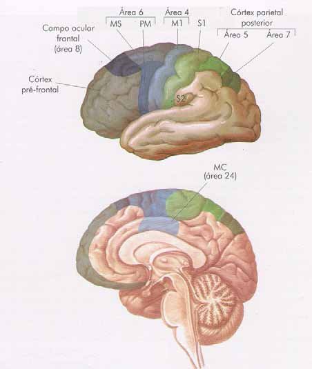 COMANDO MOTOR SUPERIOR: CÓRTEX Planejamento e comando motor. Experimentos de estimulação elétrica de áreas cerebrais estabeleceram uma grande área com papel motor.