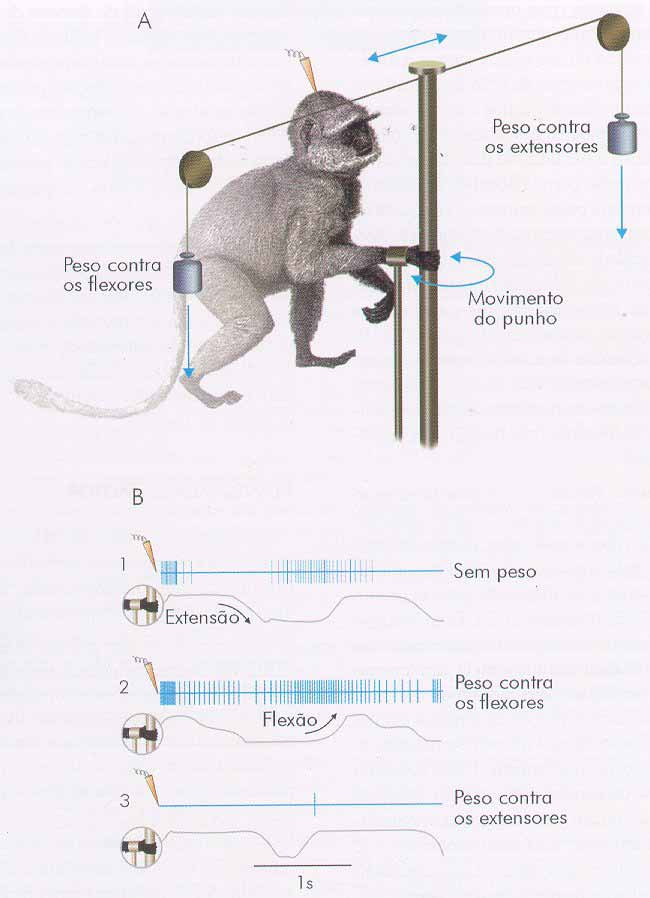 Planejamento e Ordenação Motores EXPERIMENTO DE EVARTS Registro de neurônios isolados -Treinamento -Sinal luminoso -Movimento -Recompensa M1 É RESPONSÁVEL POR COMANDAR A FORÇA NECESSÁRIA PARA O