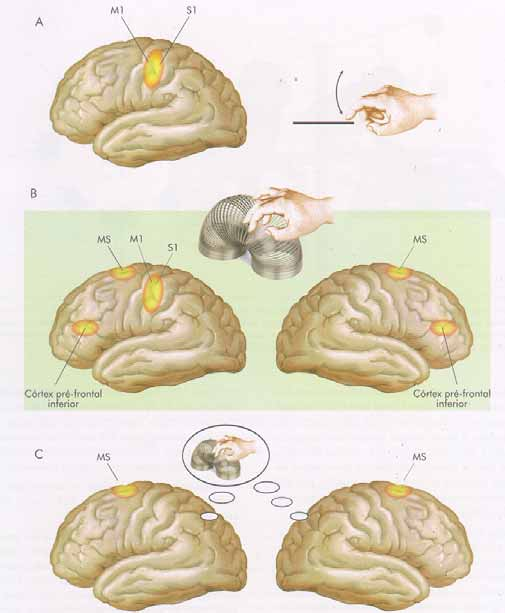 DEFINIÇÃO DE ÁREAS ENVOLVIDAS COM O PLANEJAMENTO MOTOR SE DEU ATRAVÉS DE ESTUDOS DE IMAGENS DE FLUXO SANGUÍNEO CEREBRAL EM RESPOSTA A DIVERSAS TAREFAS (Ex.