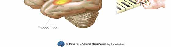 Quais as diferenças entre MS, PM e MC? Via que se baseia na experiência sensorial não aprendida. Baseada nos dados provenientes dos sistemas sensoriais. Via relacionada com aprendizado e memória.