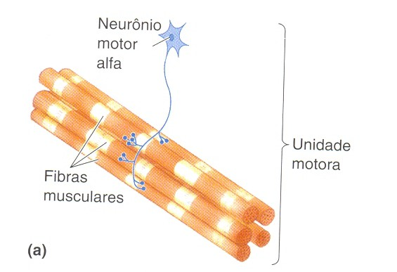 Unidade Motora: neurônio motor