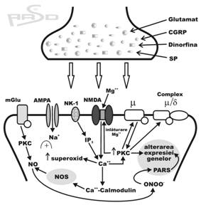 Receptores dos opióides Existem 3 tipos de receptores opióides : µ, δ, κ e σ* receptor µ responsáveis pela maioria dos efeitos analgésicos a maioria dos opióides analgésicos é agonista do receptor