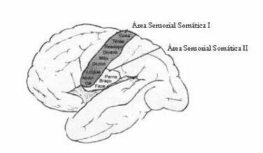 Córtex Sensorial Somestésico Porções Posteriores e anteriores do