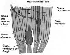 Áreas 5 e 7 de Broadmann Propriocepção Amorfossíntese A propriocepção é uma modalidade sensorial que se origina dos mecanorreceptores situados nos músculos esqueléticos (fusos musculares), tendões