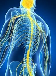 Fonte: https://www.shutterstock.com/es/search/m%c3%a9dula+espinal Consequências do Trauma Raquimedular (TRM) As lesões medulares são classificadas em completas ou incompletas.