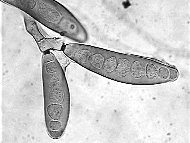 FARIAS et al. Fungos causadores de helmintosporiose associados às sementes de aveia-preta (Avena strigosa, Schreb.