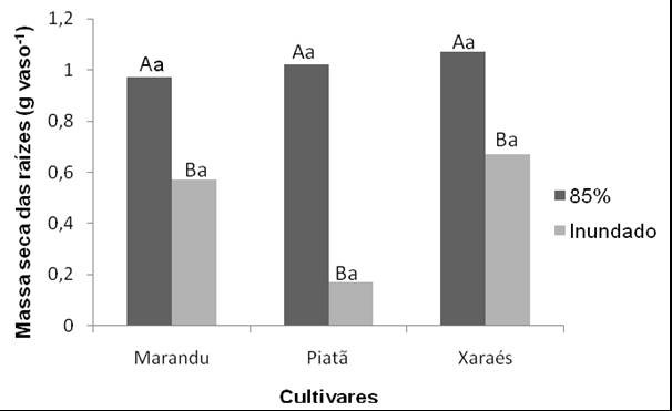 Na disponibilidade hídrica de 85% o capim-piatã apresentou maior produção, entretanto, o capim-xaraés produziu maior massa seca da parte aérea em condição alagada (Figura 1).