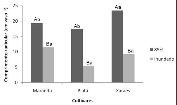 Médias seguidas de mesma letra maiúscula (disponibilidade) e minúscula (cultivares) não diferem estatisticamente entre si pelo teste Tukey 5%.