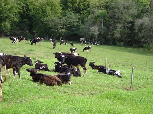 ESTABILIZADO CATEGORIA CABEÇAS UNIDADE ANIMAL VACA 70 70 BEZERRAS (0 A 1 ANO) 28 07 NOVILHAS (1 A 2 ANOS) 26 13 NOVILHAS EM