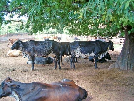 Considerando o rebanho estabilizado, em cada ano haveria 24 vacas para venda, em função da disponibilidade de 24 primíparas (vacas de primeira cria) de reposição (substituição).