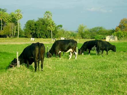 Estabelecido o rebanho que vai ser criado na propriedade é preciso planejar também a alimentação do rebanho, e conseqüentemente, prever as despesas decorrentes.