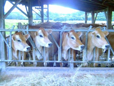 Índices de desempenho zootécnico a serem alcançados: Potencial genético leiteiro das vacas (litros de leite/lactação) Desempenho